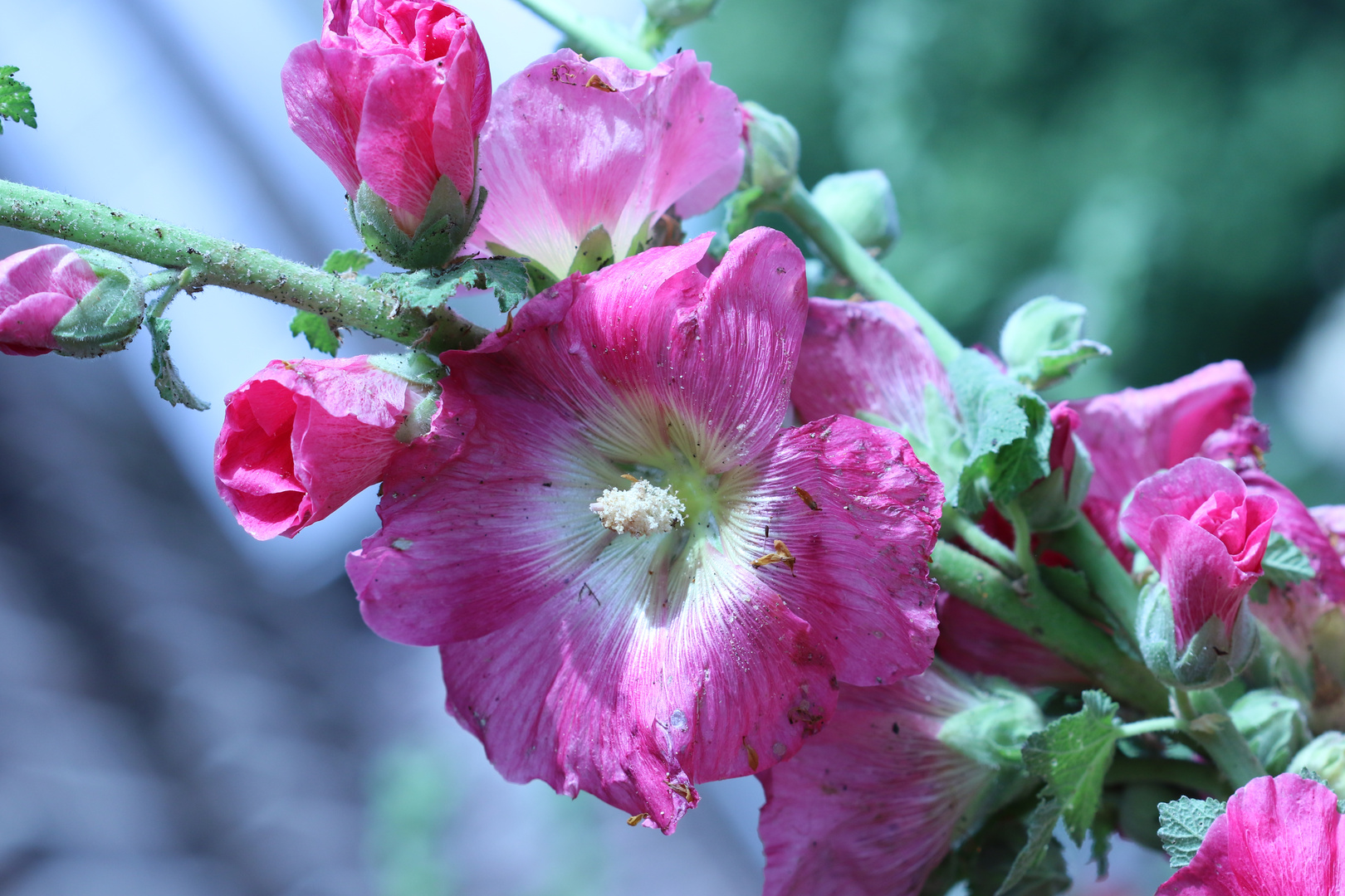 Stockrosenblüte