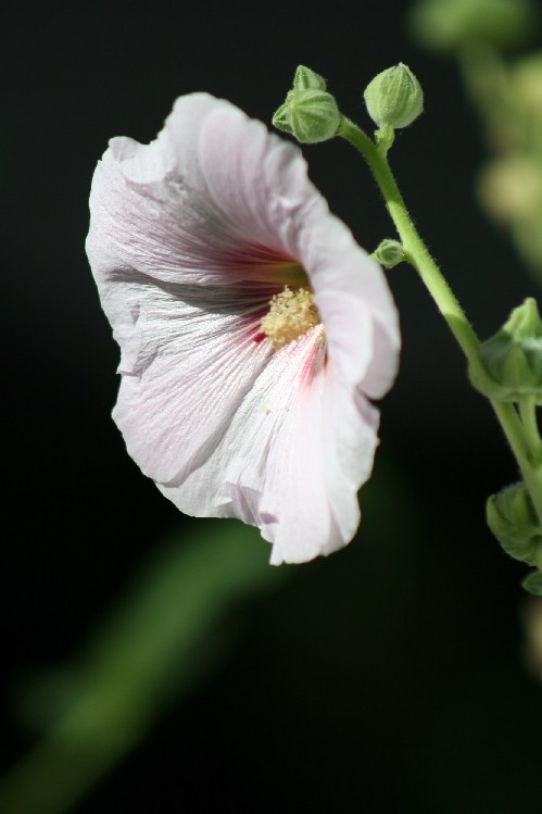 Stockrosenblüte