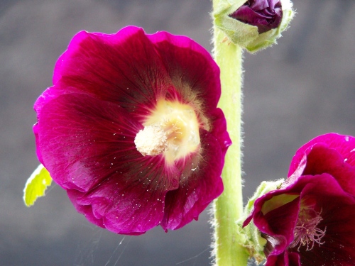 Stockrosenblüte