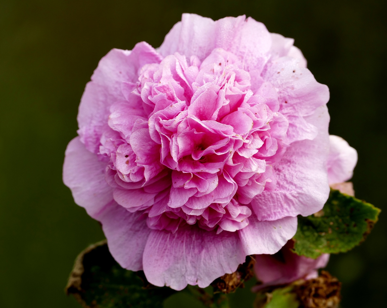 Stockrosenblüte (Alcea rosea)