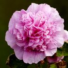 Stockrosenblüte (Alcea rosea)