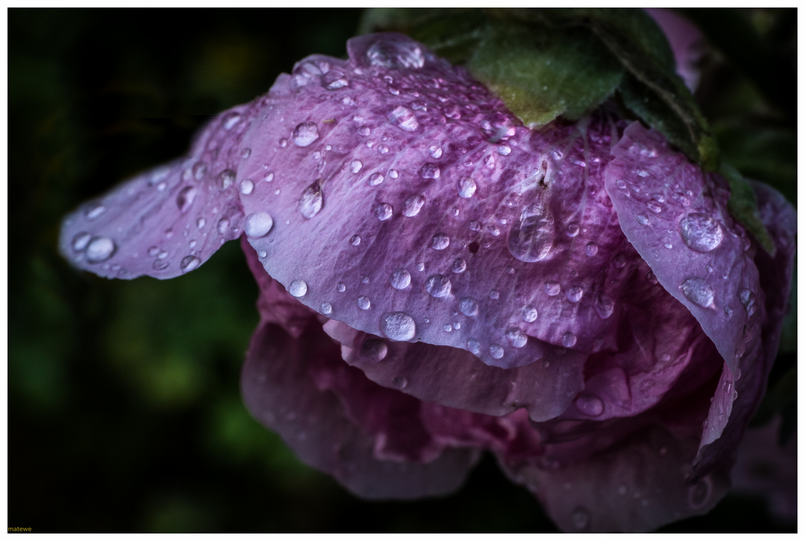 Stockrosenblüte