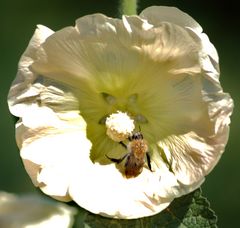 Stockrosenblüte I