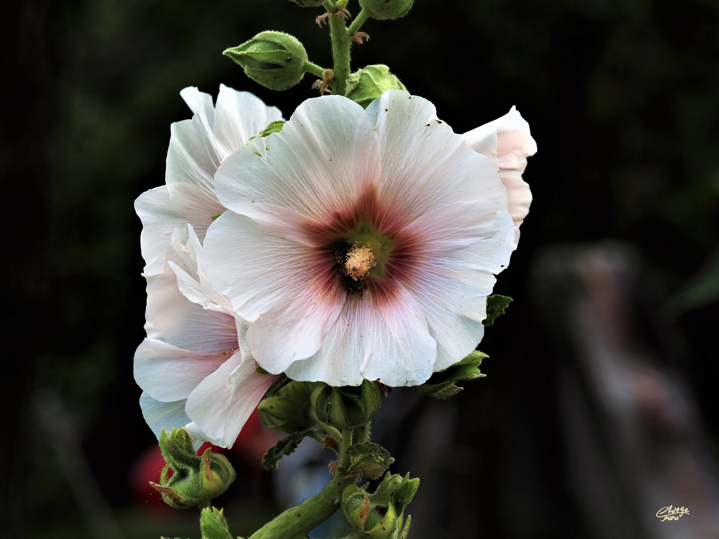 Stockrosenblüten 