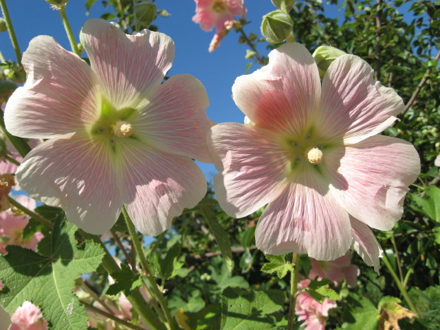 Stockrosenblüten