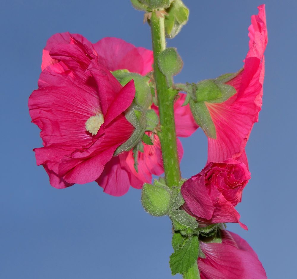 Stockrosenblüten