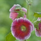 Stockrosenblüten im Mai