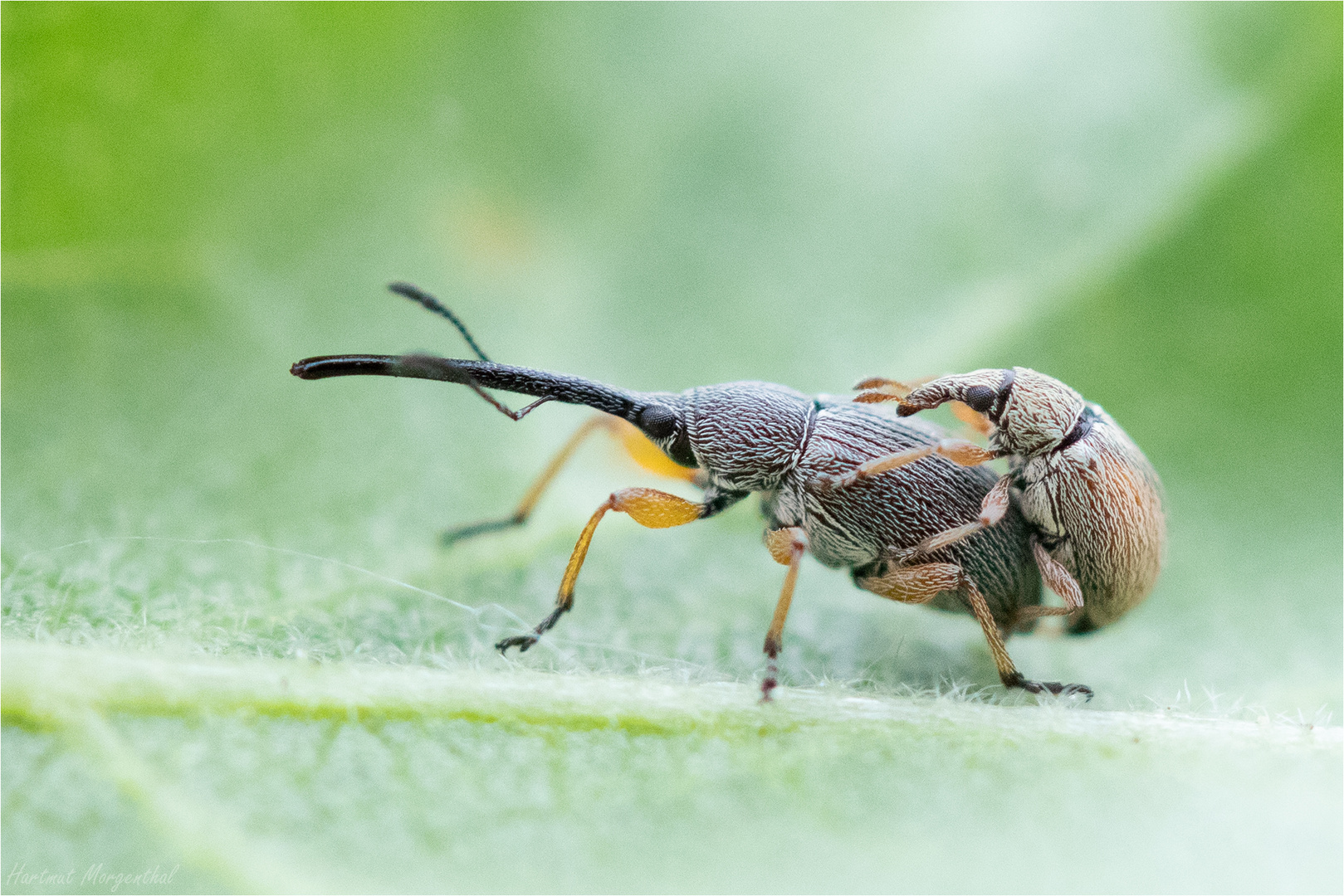 Stockrosenspitzmäuschen und Zweifarbiges Malvenspitzmäuschen