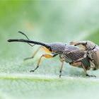 Stockrosenspitzmäuschen und Zweifarbiges Malvenspitzmäuschen