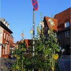 Stockrosenzeit in Lüneburg