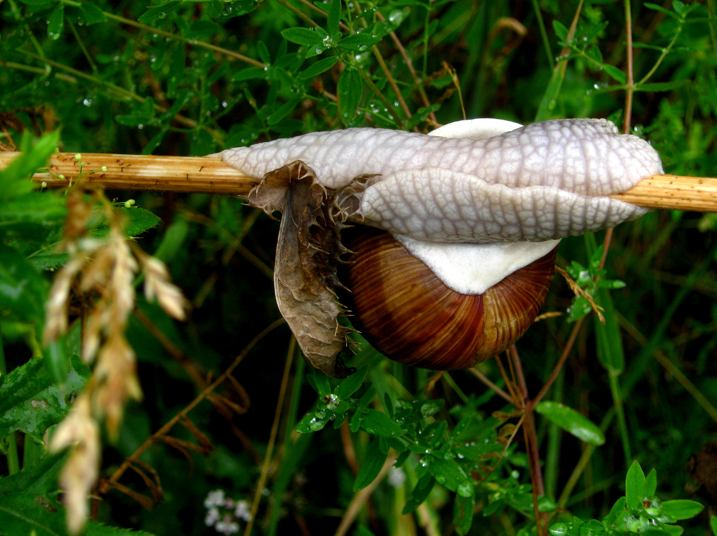 Stockschnecke mit Beilage