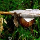 Stockschnecke mit Beilage