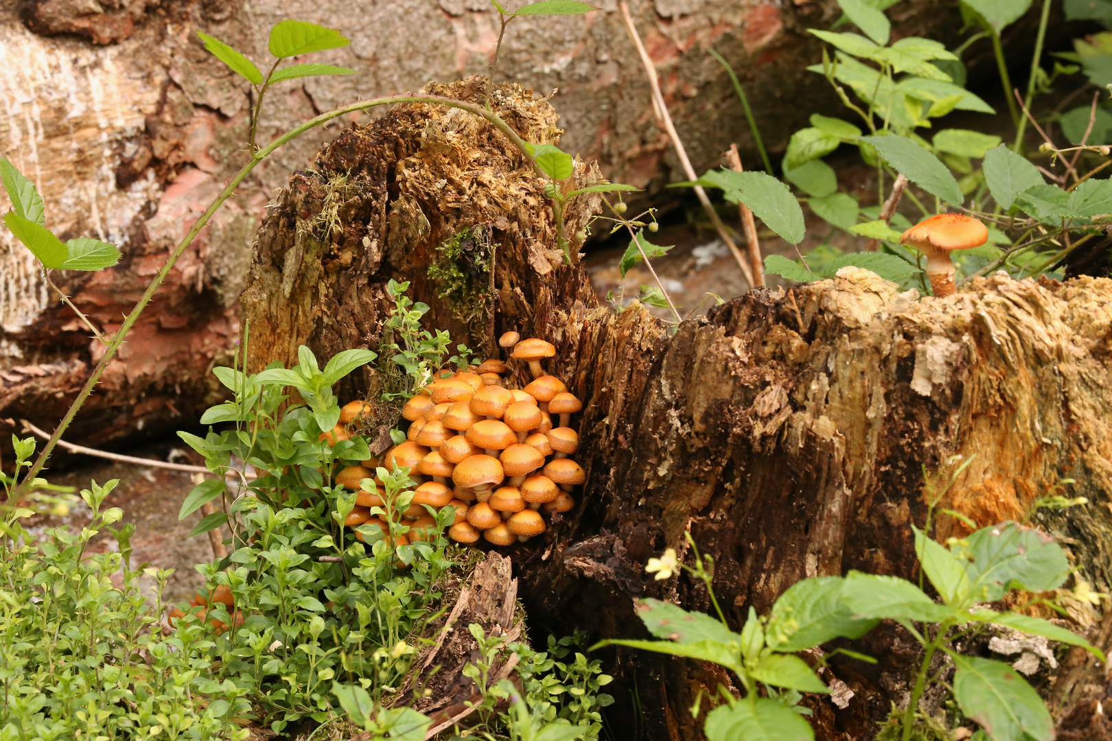 Stockschwämmchen (2017_08_17_EOS 6D_5460_ji)