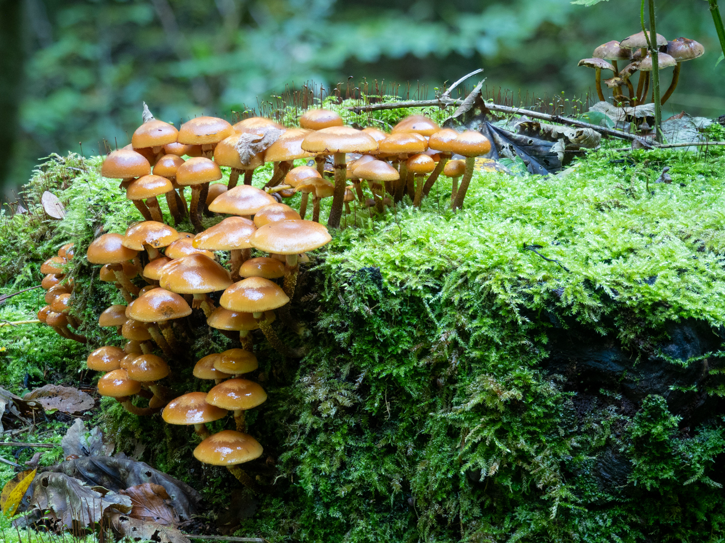 Stockschwämmchen auf Baumstumpf