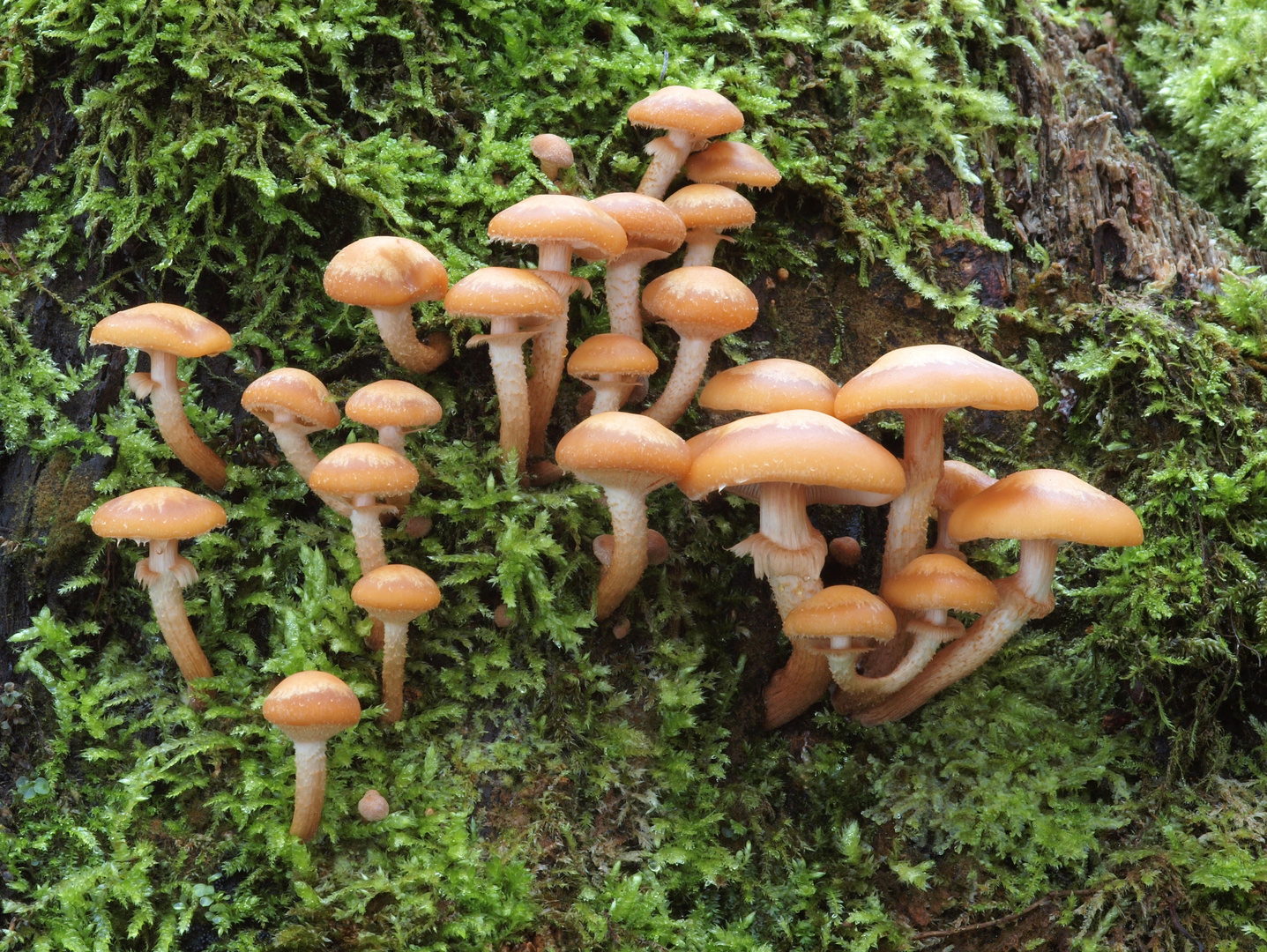 Stockschwämmchen im November