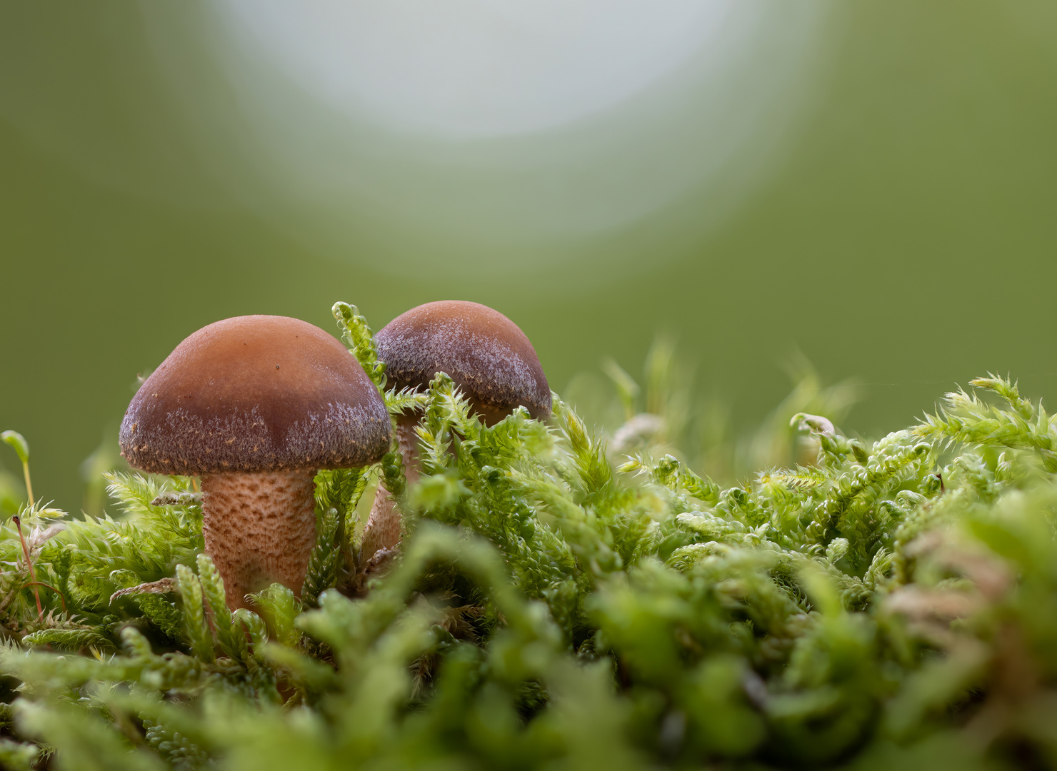  Stockschwämmchen (Kuehneromyces )  