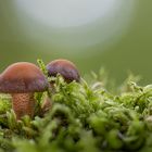  Stockschwämmchen (Kuehneromyces )  