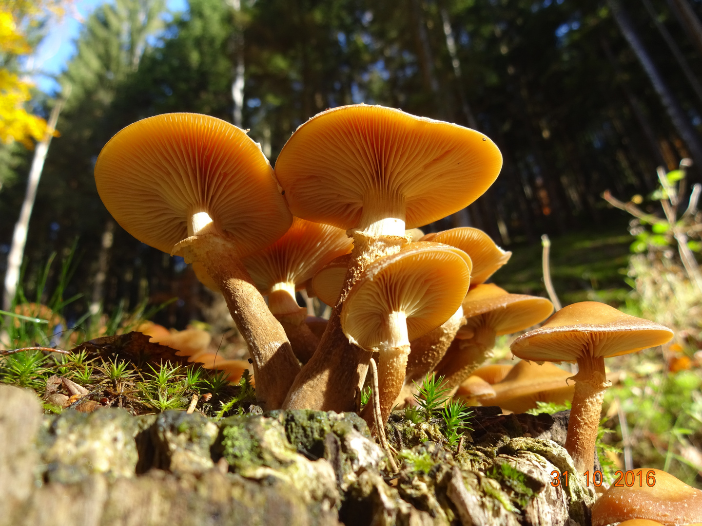 Stockschwämmchen - Kuehneromyces mutabilis