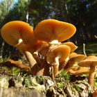 Stockschwämmchen - Kuehneromyces mutabilis