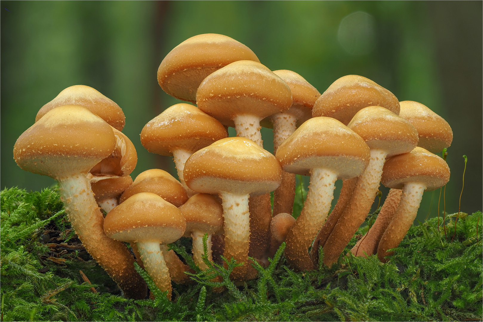 Stockschwämmchen (Kuehneromyces mutabilis)