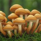 Stockschwämmchen (Kuehneromyces mutabilis)