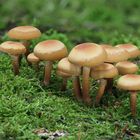 Stockschwämmchen (Kuehneromyces mutabilis) 