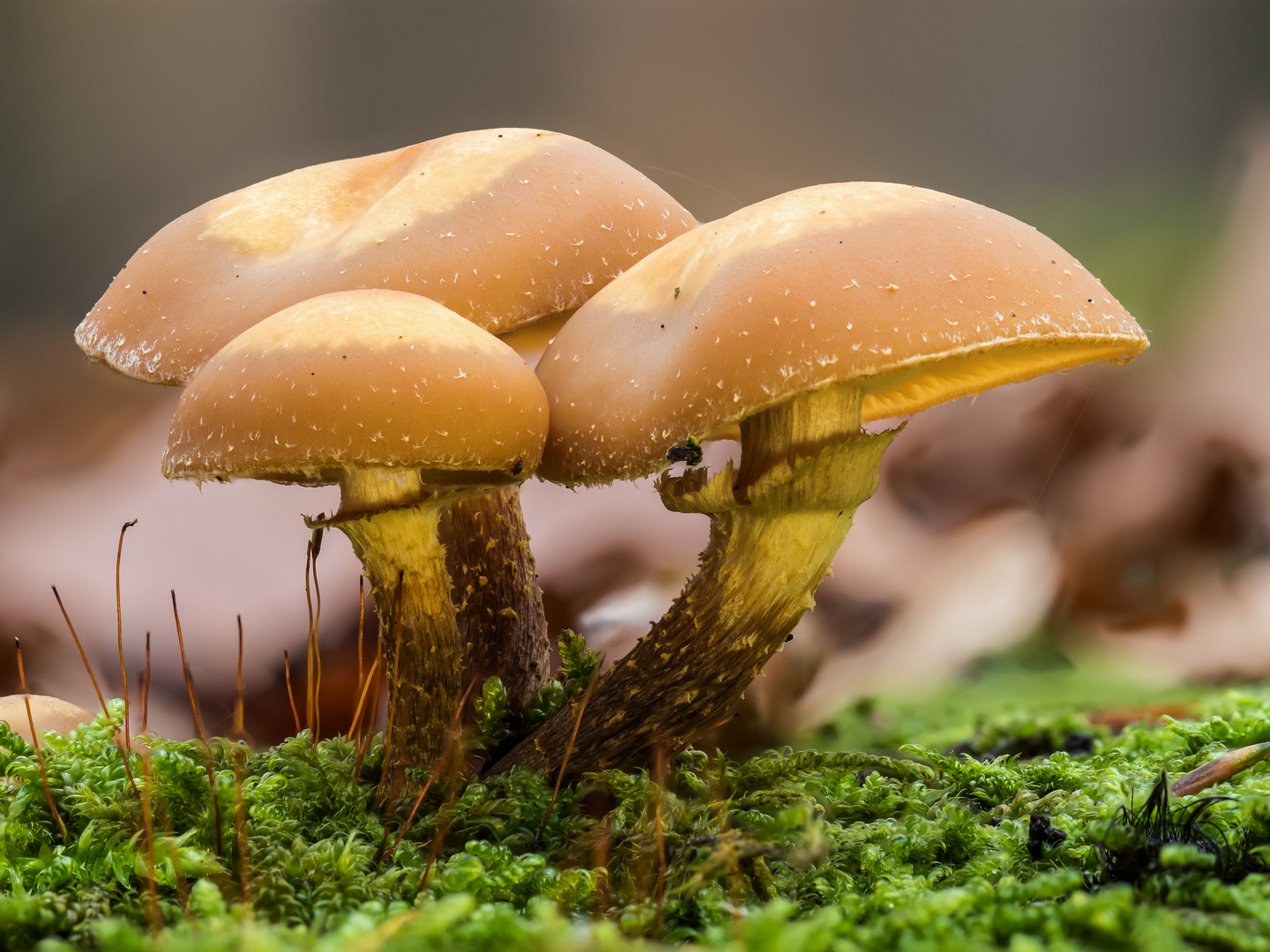 Stockschwämmchen (Kühneromyces mutabilis)