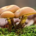 Stockschwämmchen (Kühneromyces mutabilis)