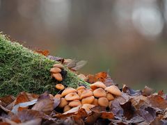 Stockschwämmchen, KUEHNEROMYCES MUTABILIS 