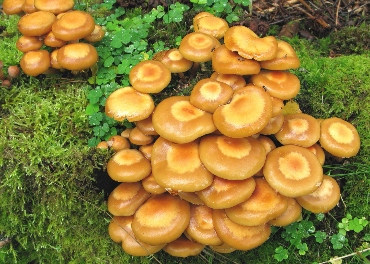 Stockschwämmchen (Kuehneromyces mutabilis)