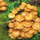 Stockschwämmchen (Kuehneromyces mutabilis)