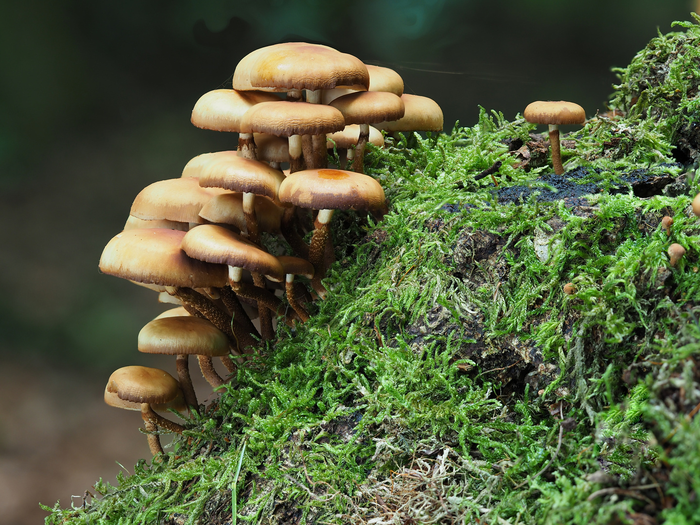 Stockschwämmchen,  Kuehneromyces mutabilis