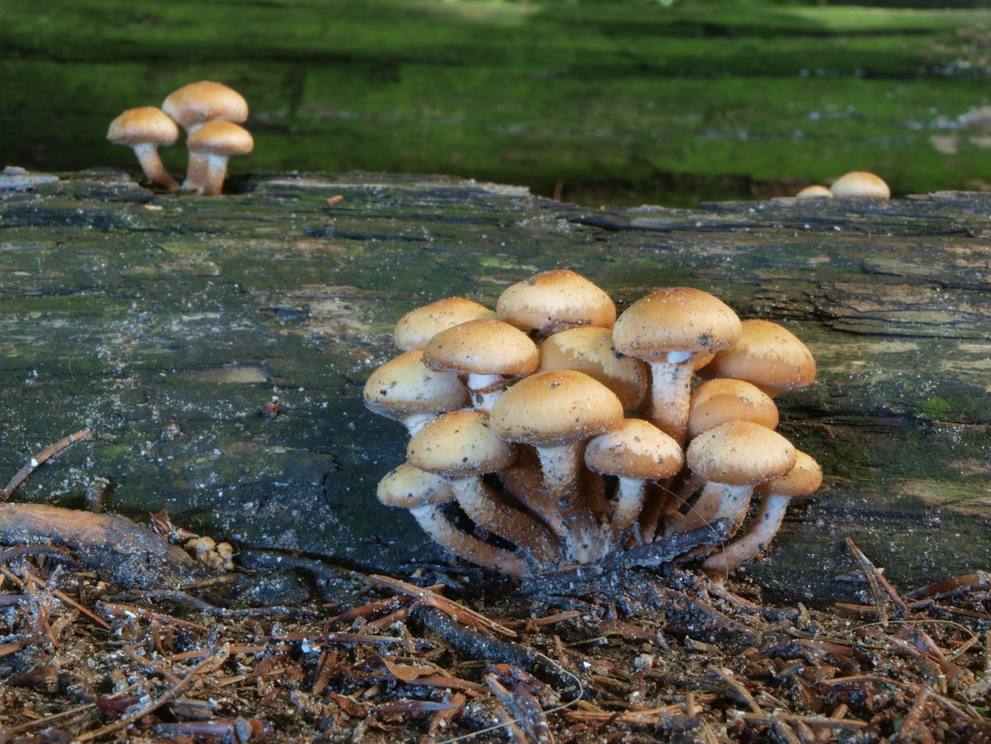 Stockschwämmchen nach Platzregen