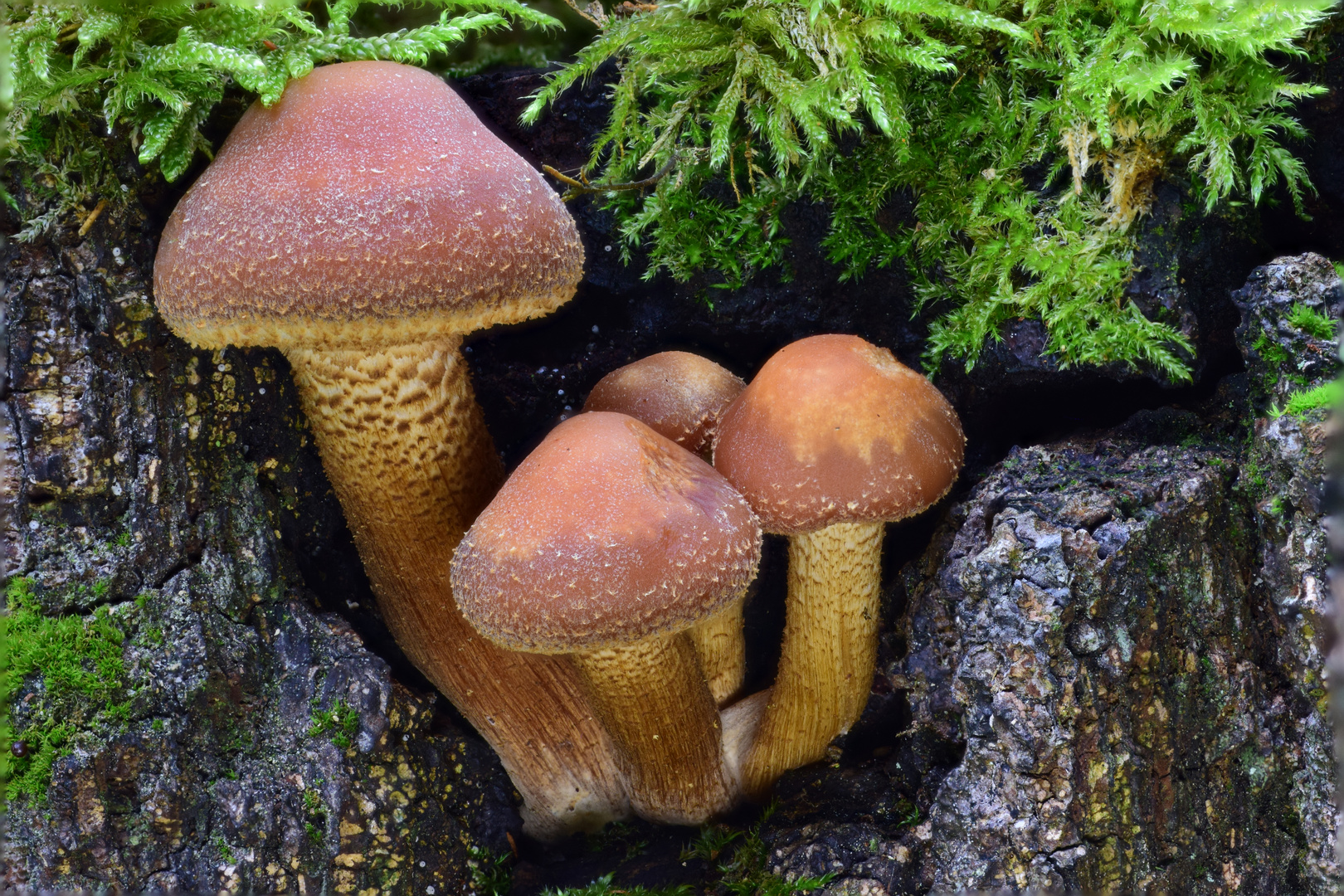 Stockschwämmchen (Pholiota mutabilis bzw. Kuehneromyces mutabilis)