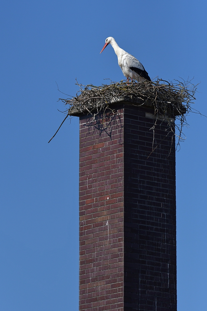 Stockstadt am Rhein: Der Schornstein – Storch 01