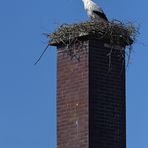 Stockstadt am Rhein: Der Schornstein – Storch 01