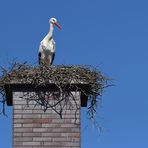 Stockstadt am Rhein: Der Schornstein – Storch 03