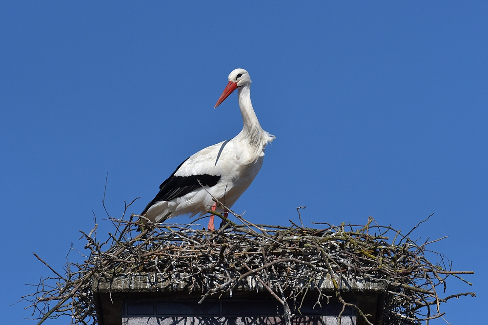 Stockstadt am Rhein: Der Schornstein – Storch 04