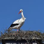 Stockstadt am Rhein: Der Schornstein – Storch 04