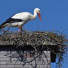 Stockstadt am Rhein: Der Schornstein – Storch 05