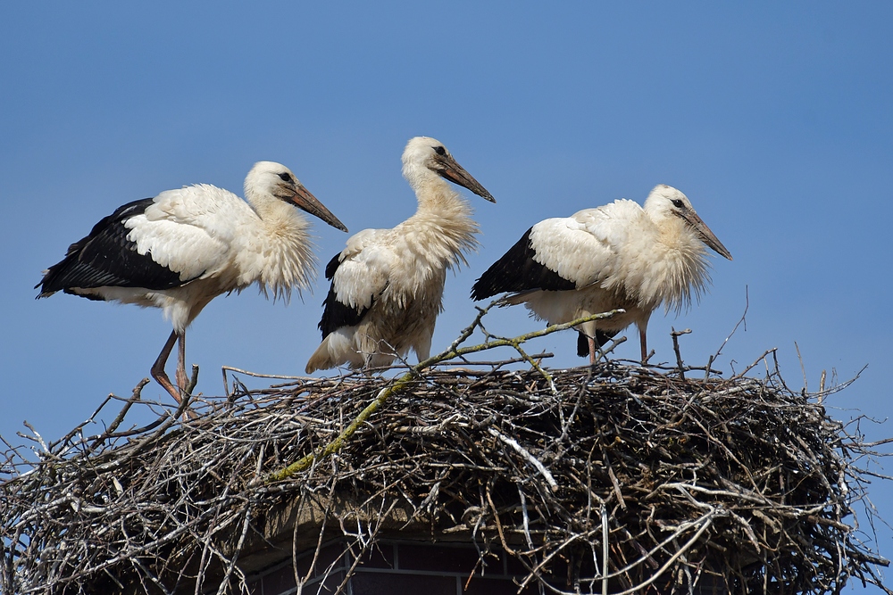 Stockstadt am Rhein: Die Kinder vom Schornstein – Storch 02