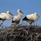 Stockstadt am Rhein: Die Kinder vom Schornstein – Storch 02