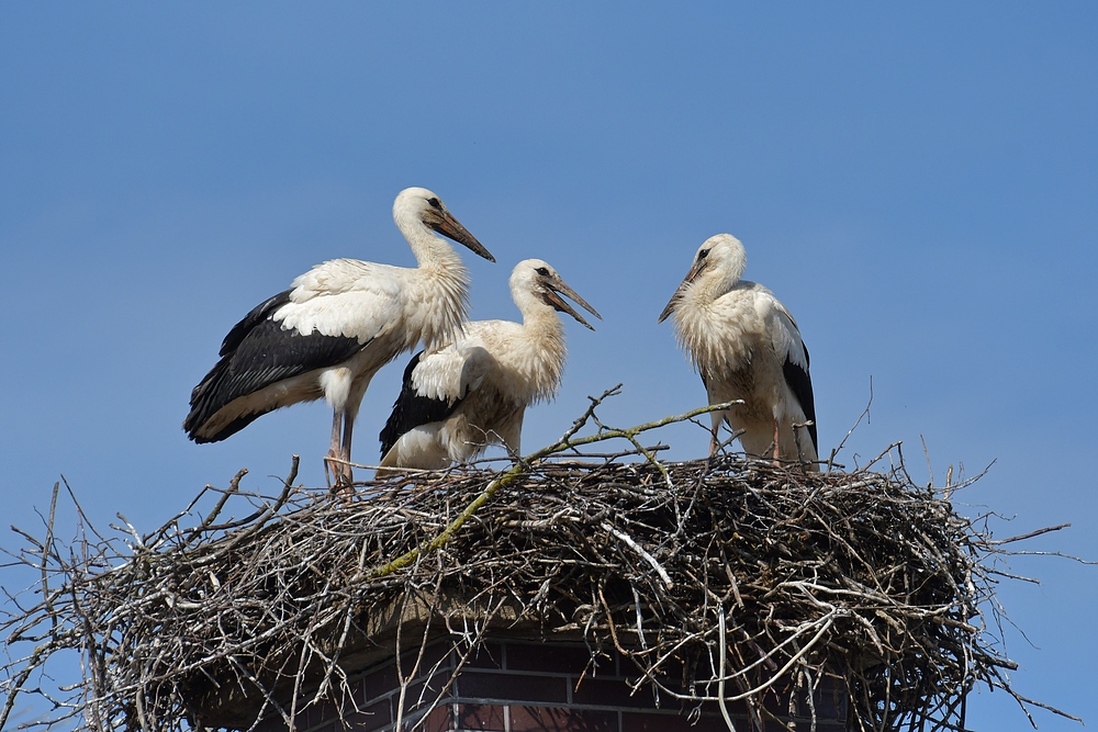 Stockstadt am Rhein: Die Kinder vom Schornstein – Storch 03