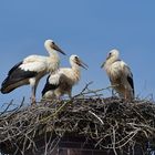 Stockstadt am Rhein: Die Kinder vom Schornstein – Storch 03