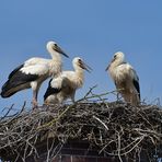 Stockstadt am Rhein: Die Kinder vom Schornstein – Storch 03