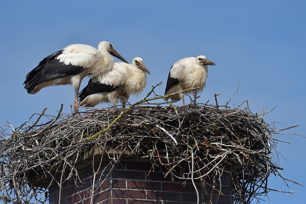 Stockstadt am Rhein: Die Kinder vom Schornstein – Storch 04