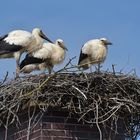 Stockstadt am Rhein: Die Kinder vom Schornstein – Storch 04