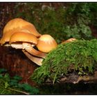 Stockswamerl bei der Saußbachklamm