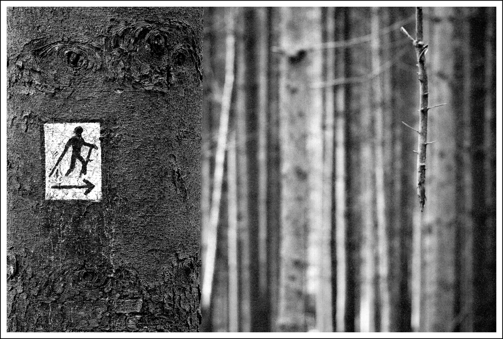 Stockwandern im dunklen Wald