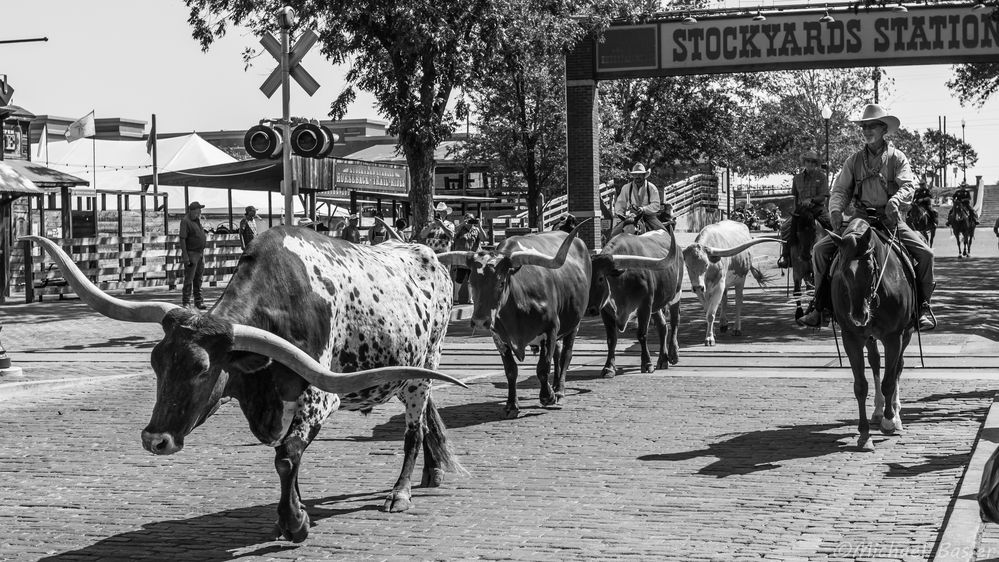 -- Stockyards --